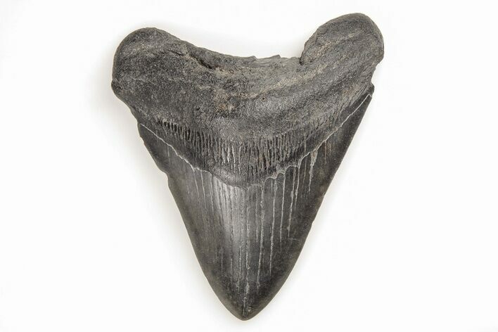 Fossil Megalodon Tooth - South Carolina #196858